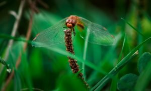 Dragonfly in the Grass