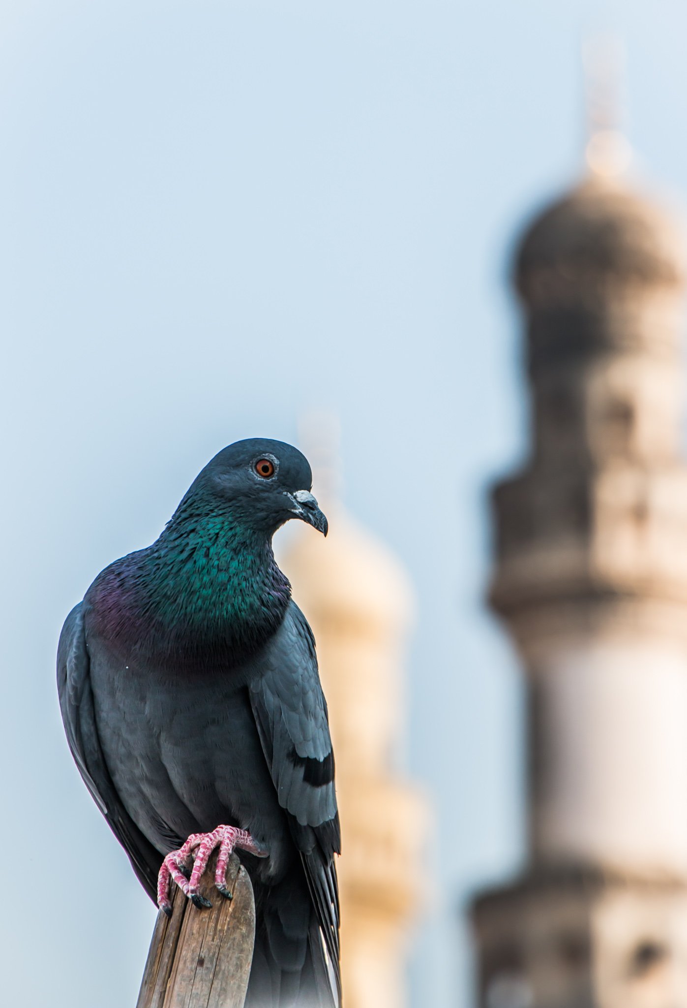 Pigeon at Charminar, Hyderabad