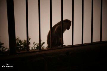 Monkey@ Kodai kanal