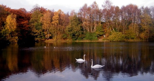 Swan  lake
