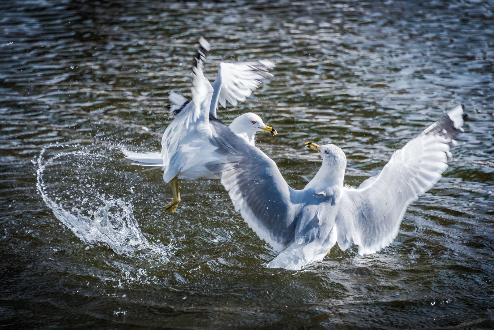 dancing seagulls