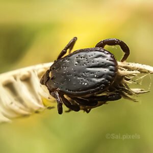 tick bug on grass bush